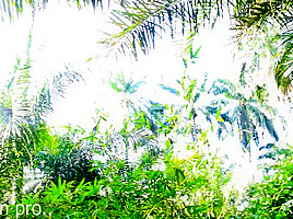 Tall Girl Enjoying Intimacy in the Bushes